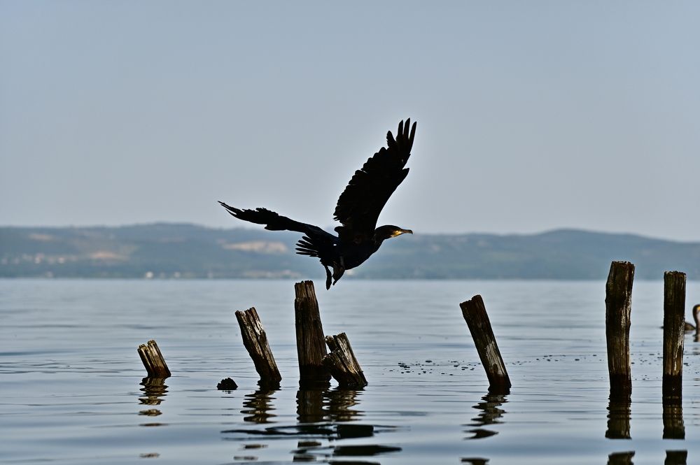 Photograph by Светлана Ивановна