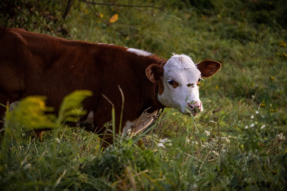 Photograph by Александр Ходакин