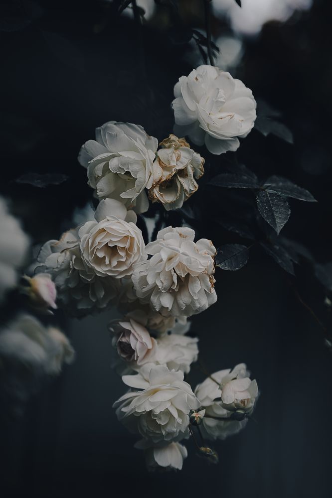 Photograph by Остапенко Алина