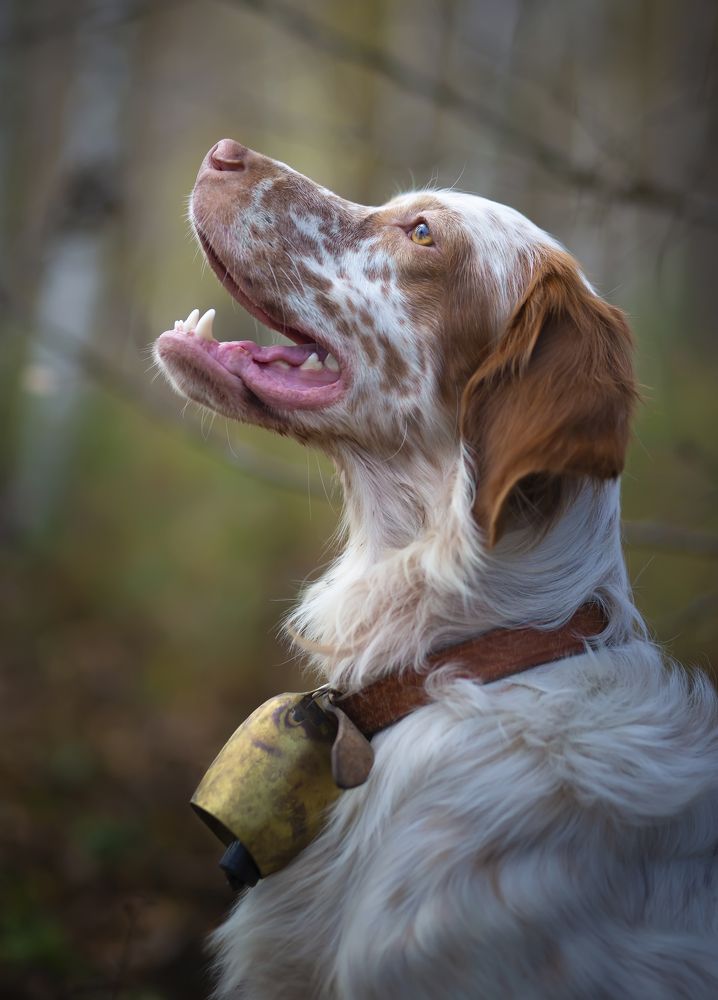 Photograph by Александр Чибиркин