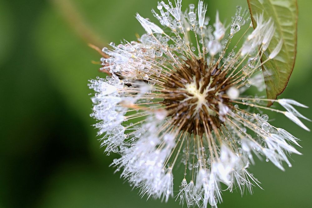 Photograph by Галина Мазур