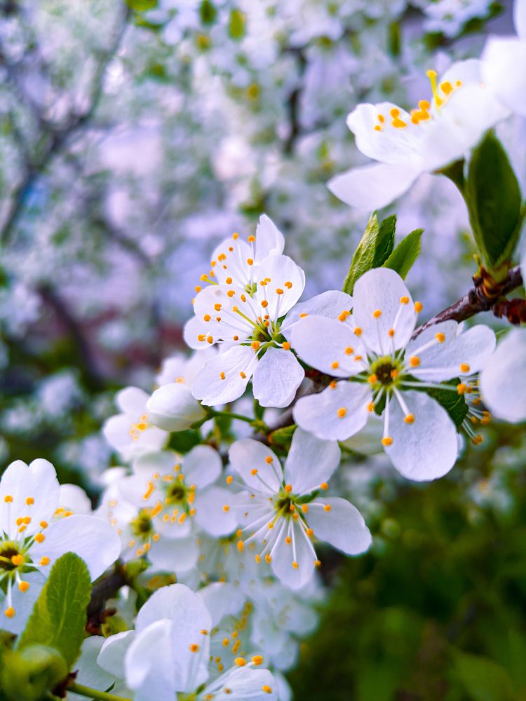 Фотография автора Александр Хухлов