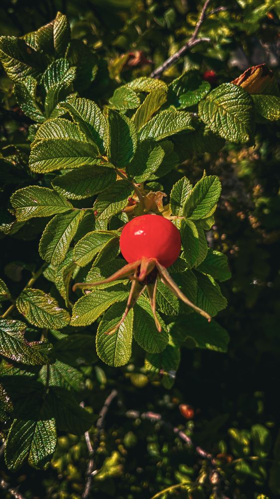 Photograph by Екатерина Зафирова