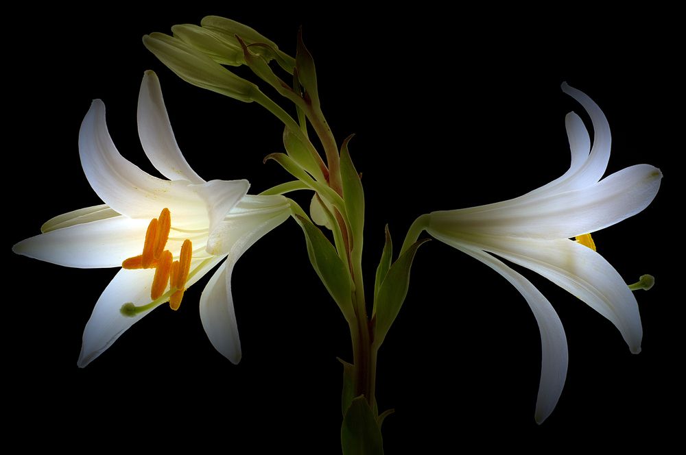 Photograph by Dr Didi Baev