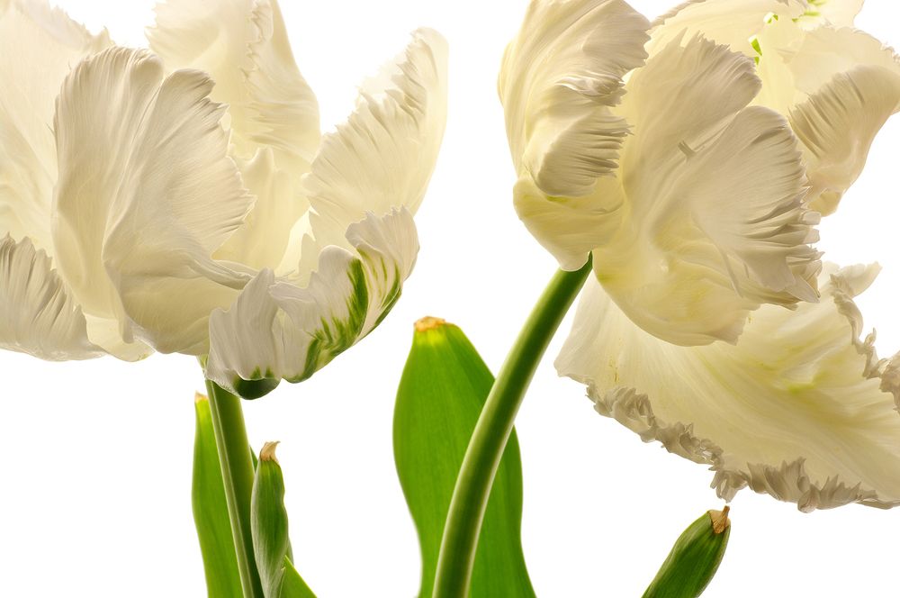 Photograph by Dr Didi Baev