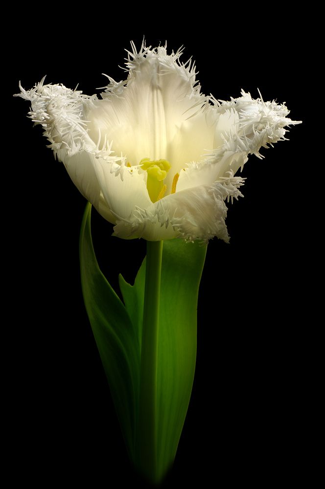 Photograph by Dr Didi Baev