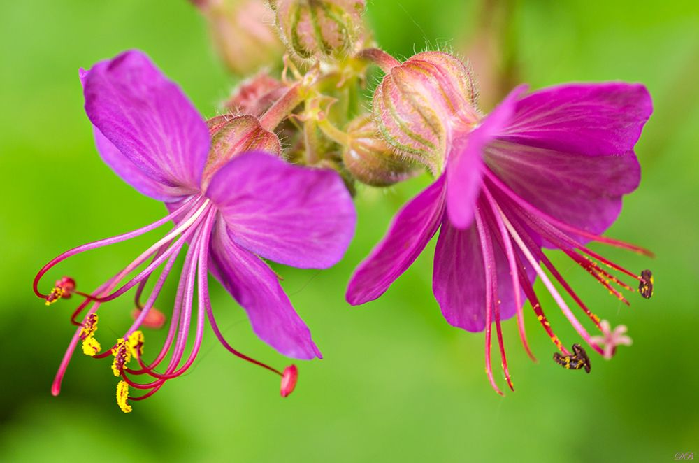 Photograph by Dr Didi Baev