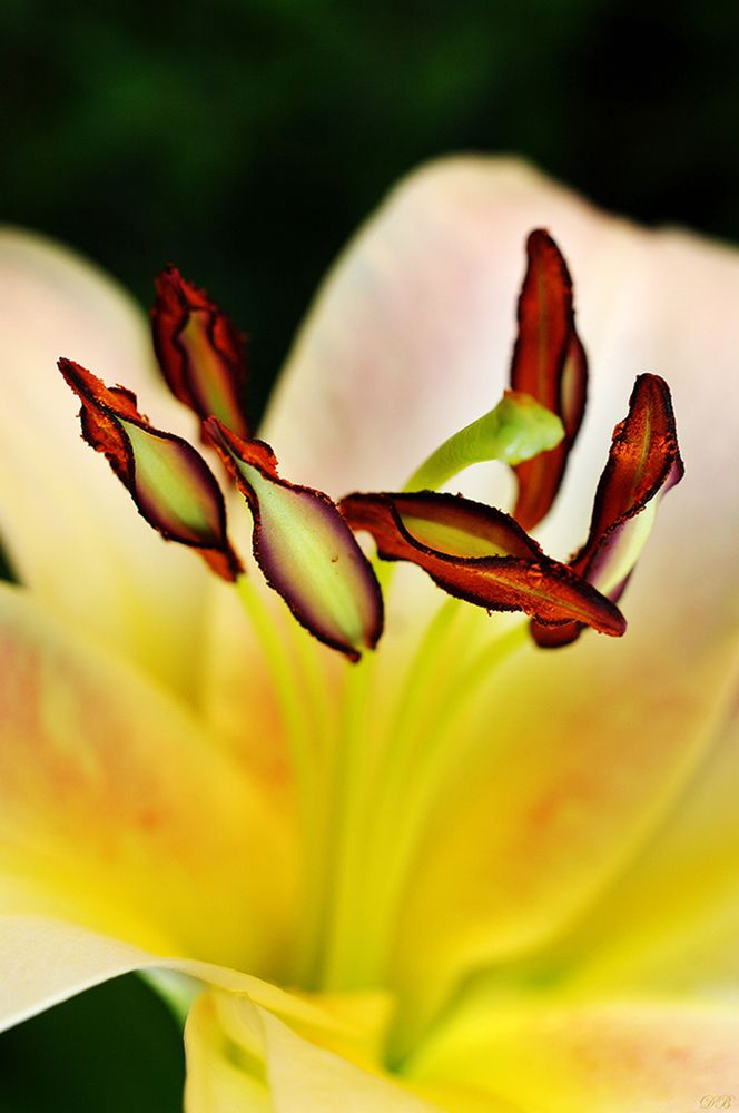 Photograph by Dr Didi Baev