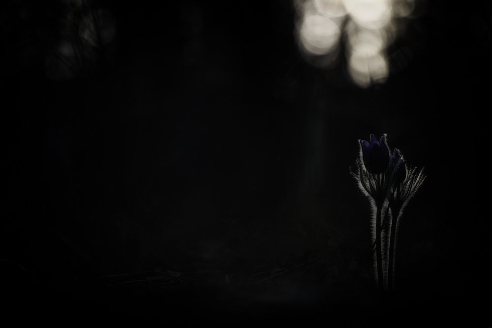 Photograph by Кузнецов Дмитрий