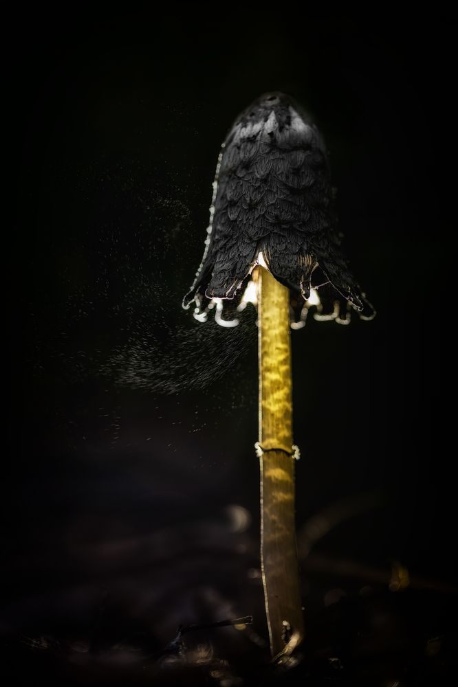 Photograph by Кузнецов Дмитрий