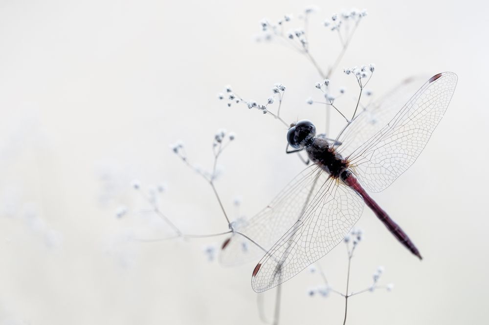 Photograph by Кузнецов Дмитрий