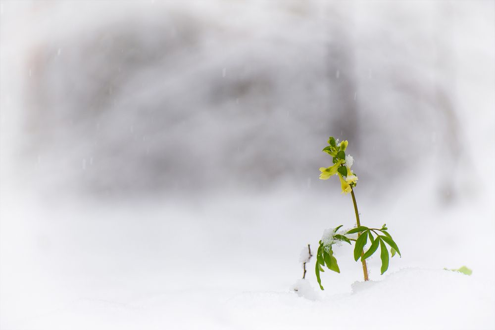 Photograph by Кузнецов Дмитрий