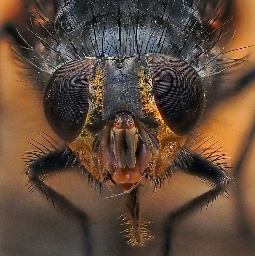 Муха цокотуха