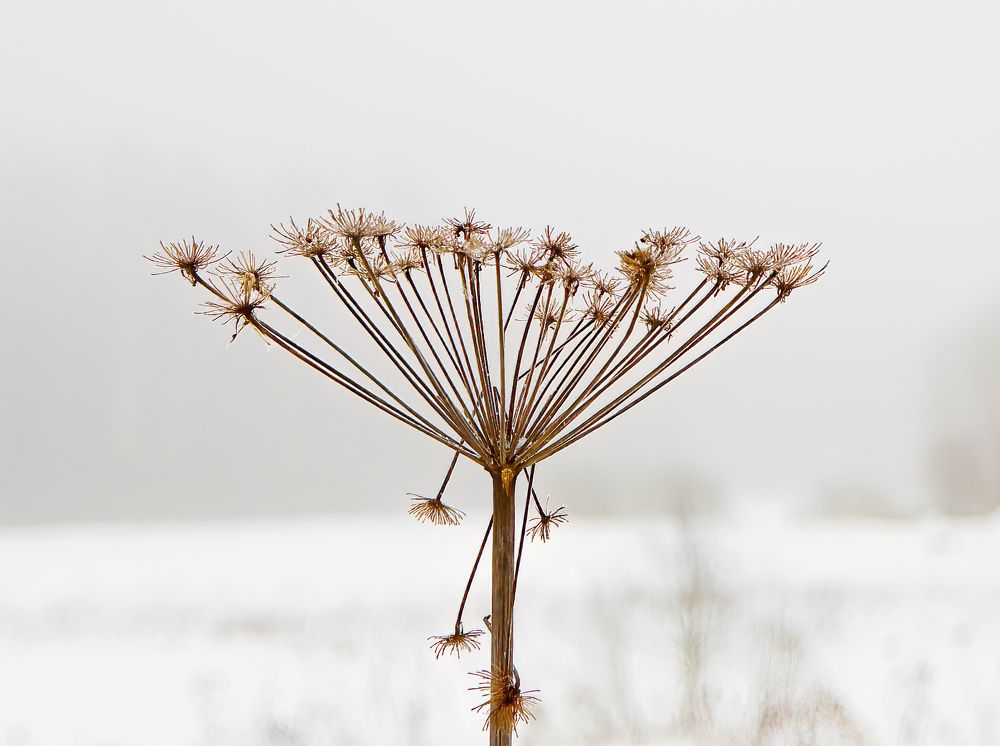 Зимнее одиночество