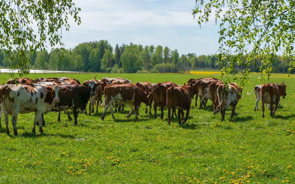 Photograph by Agita Leimane