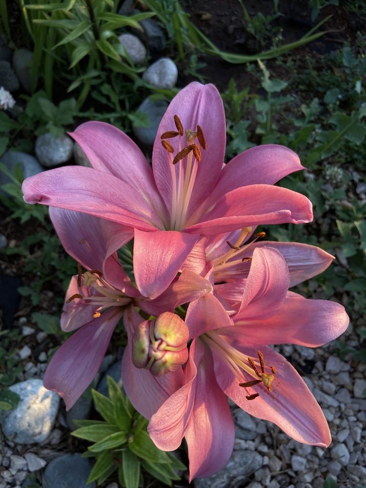 Photograph by Наталья Душакова