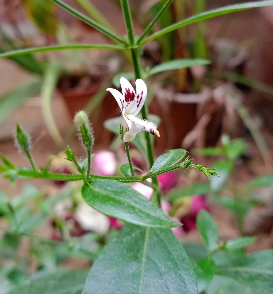 Tiny flower