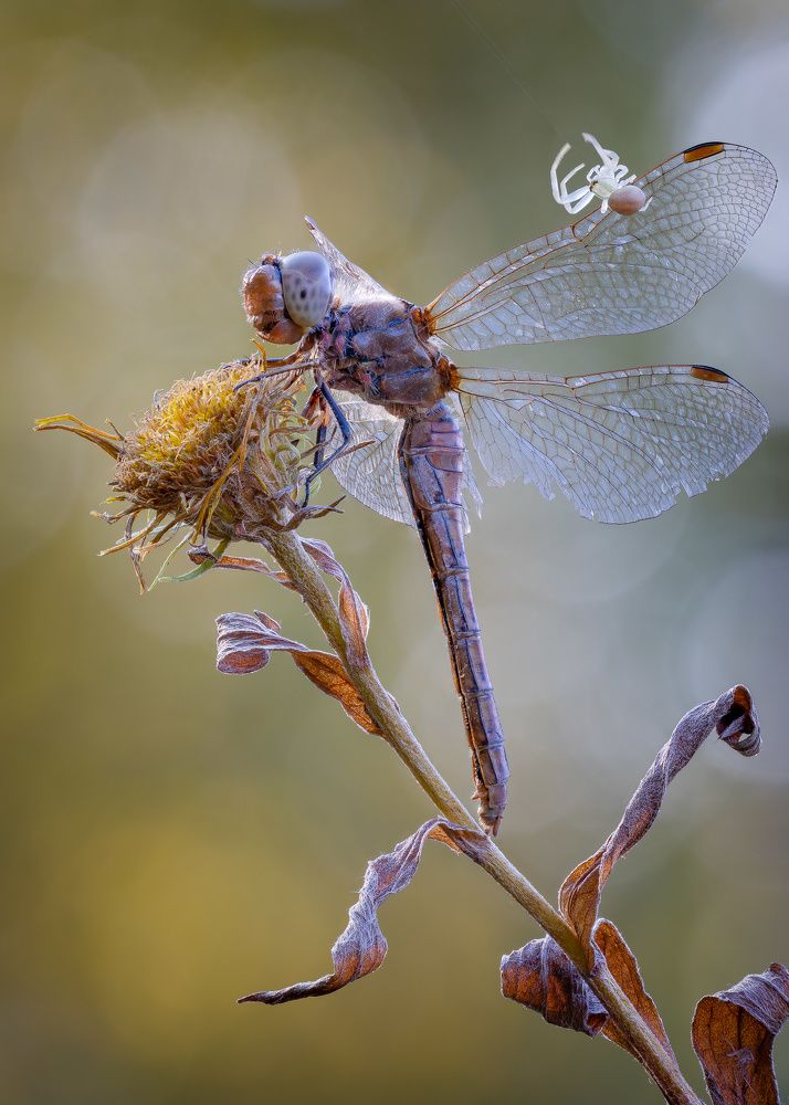 Photograph by Кузнецов Дмитрий