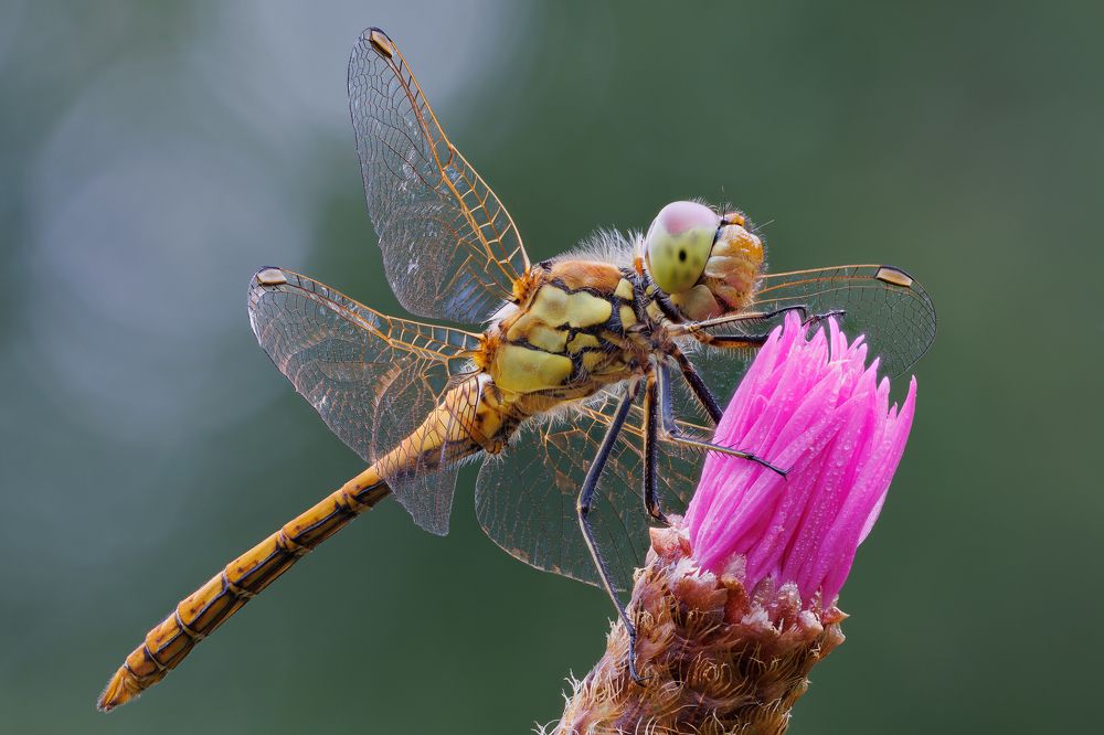 Photograph by Кузнецов Дмитрий