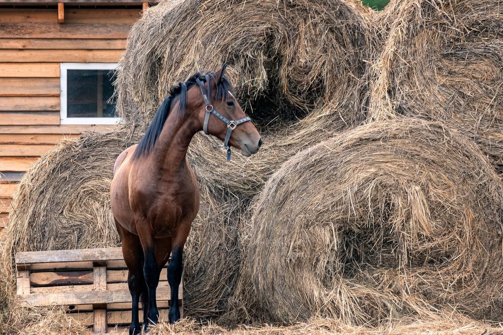 Фотография автора Александр Рудный