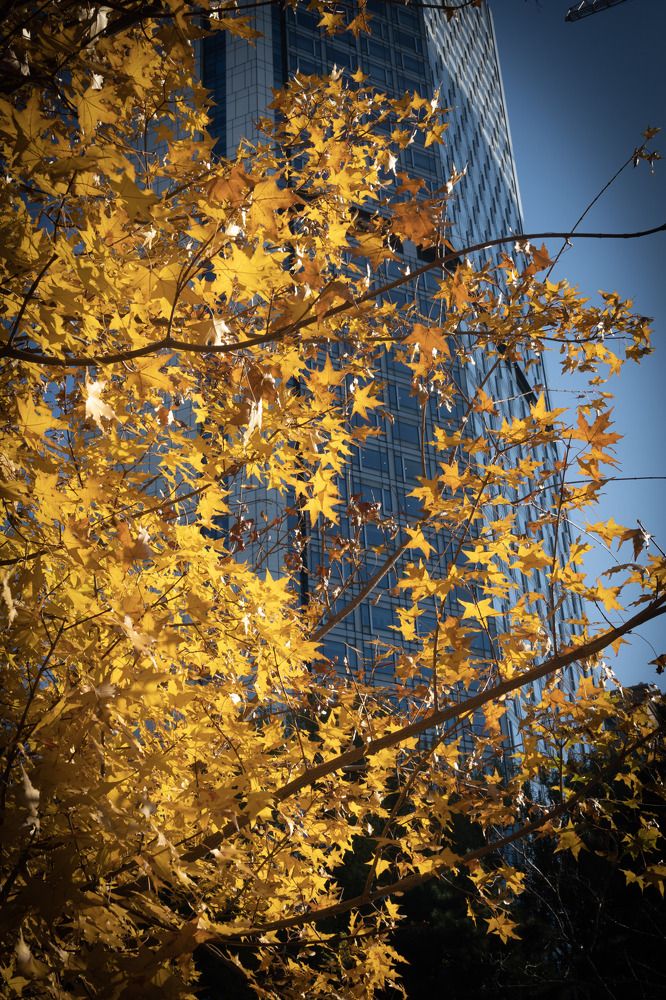 City in autumn colors