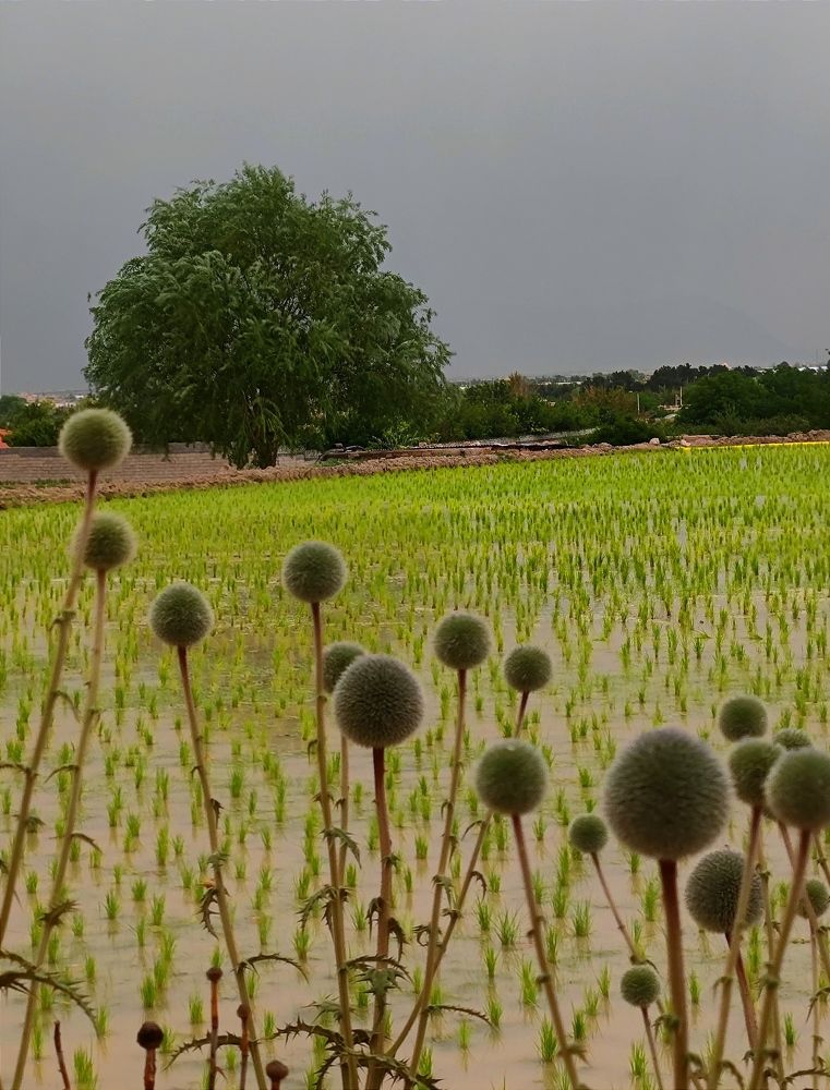 Photograph by Kamran Shirani