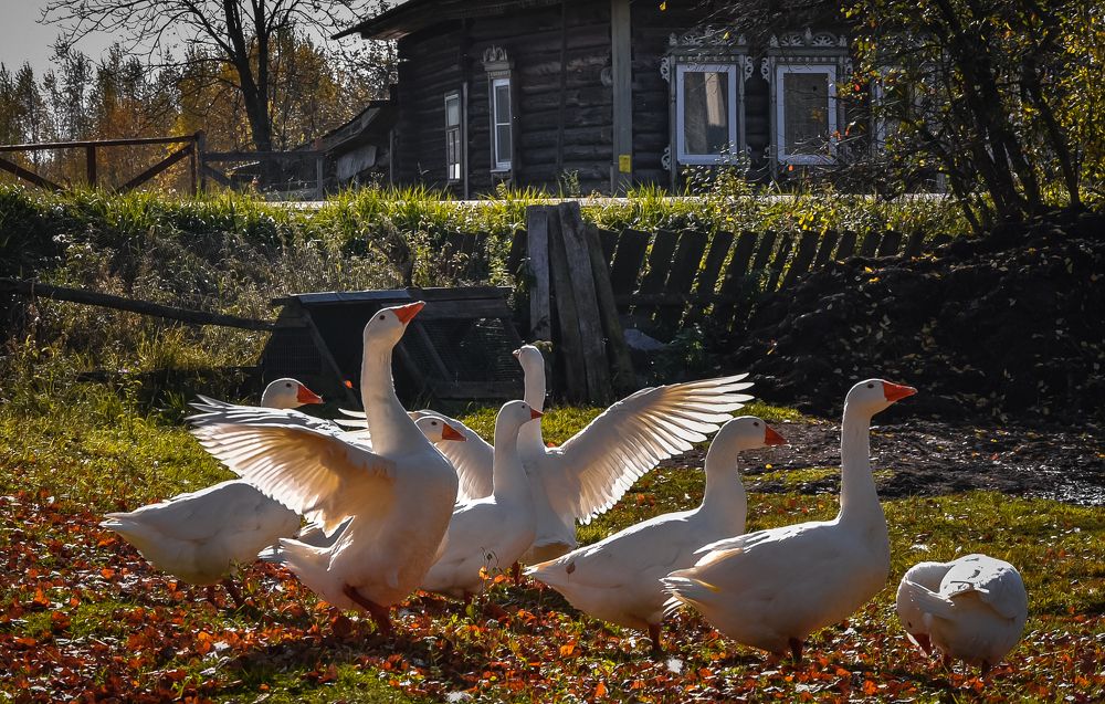 Photograph by Ольга Александрова