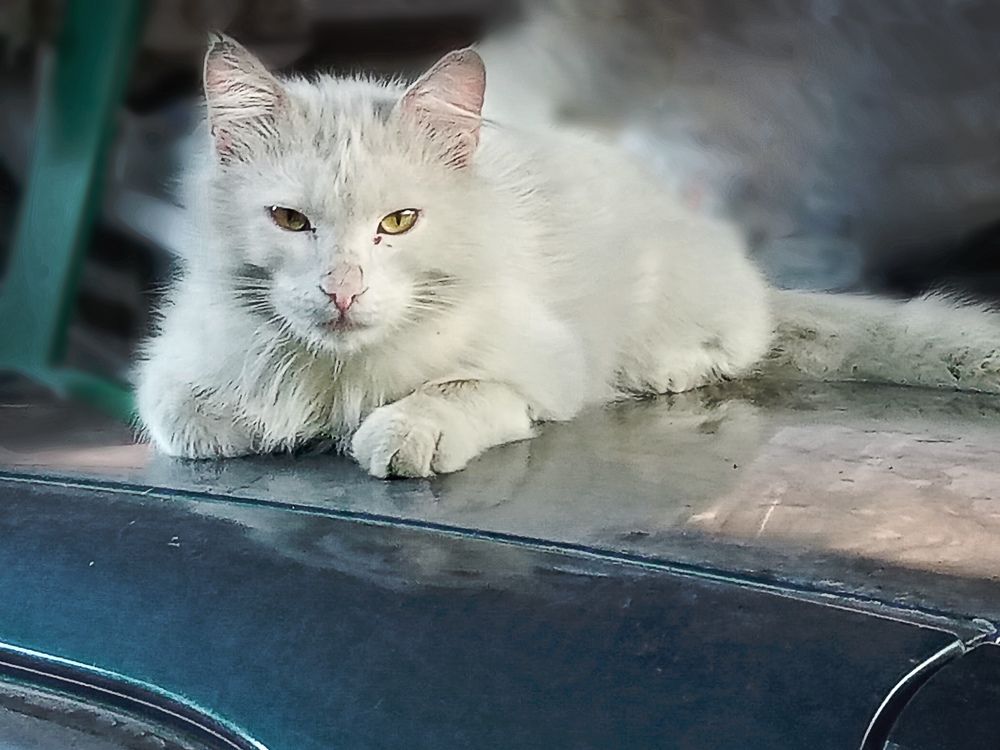 Фотография автора Светлана Зубанова