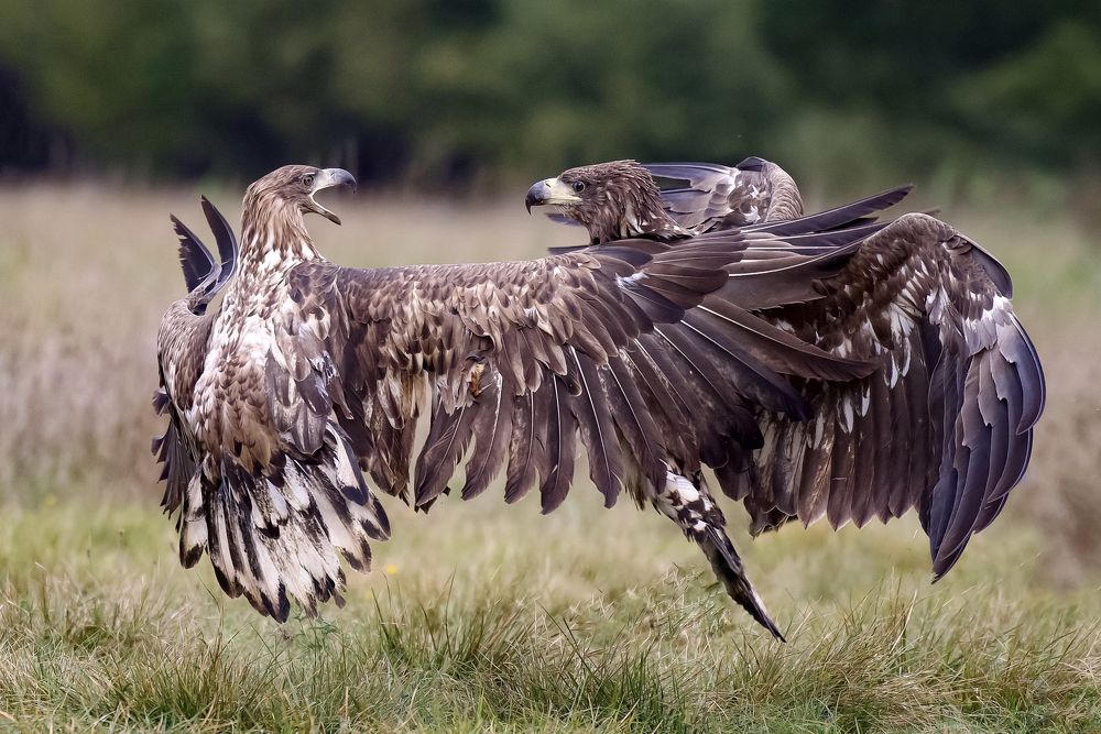 Фотография автора David Manusevich