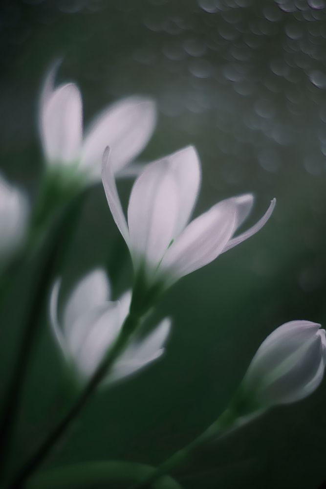 Photograph by Щербакова Юлия