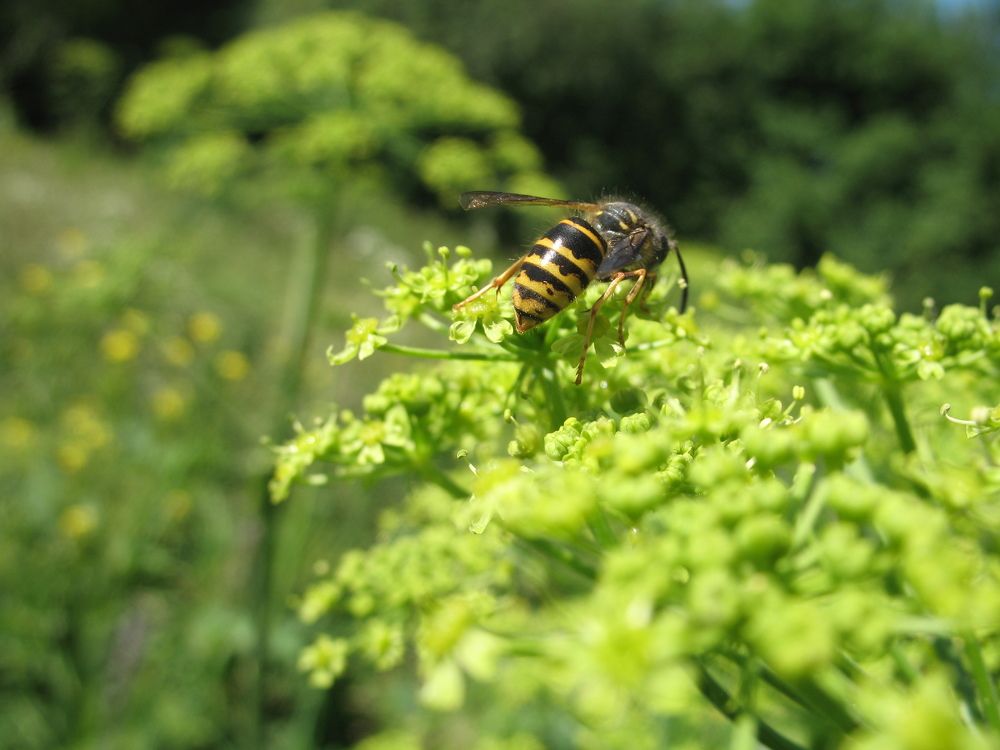 Photograph by Орл Про