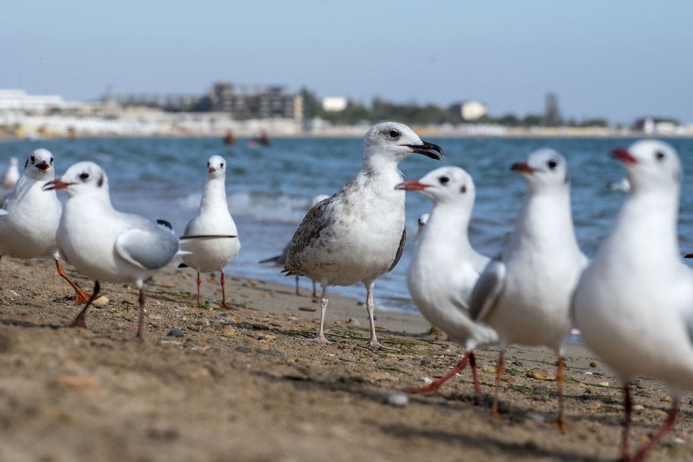 Photograph by Оксана Губанова