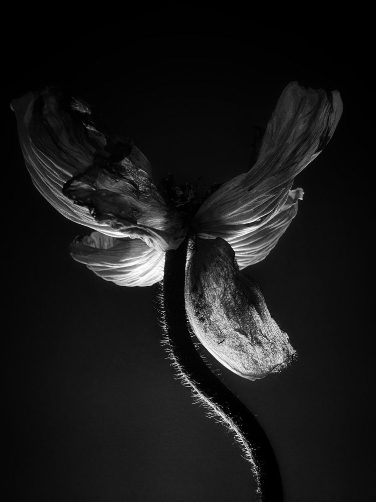 Photograph by Марина Танаева