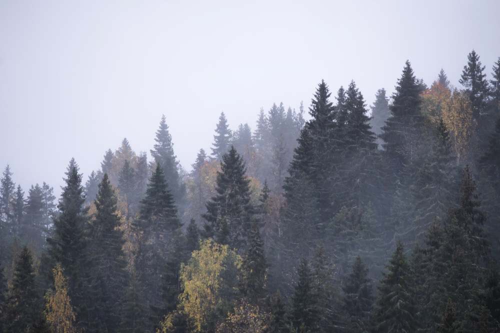 Photograph by Александр Устинов