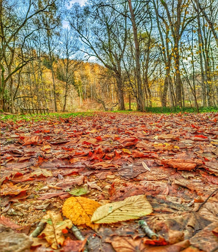 И осень упала в ноги мои.