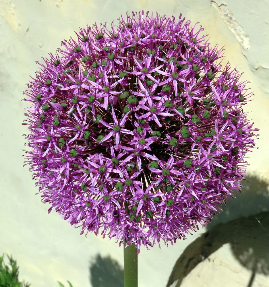 Причудский лук