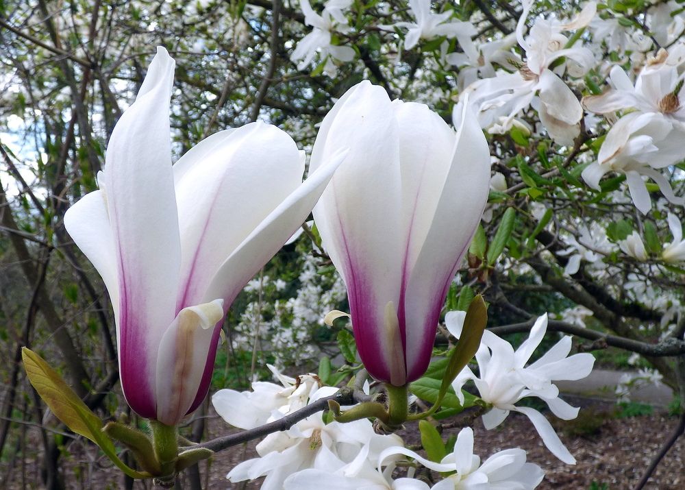 Photograph by Pjotr Alekseev