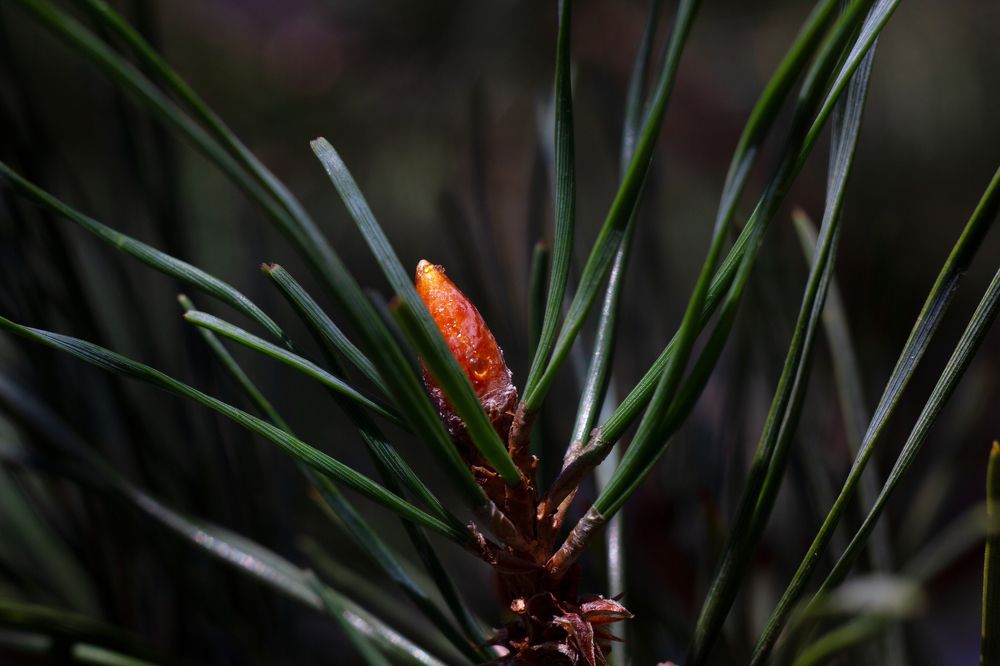 Photograph by Станислав Хаземов