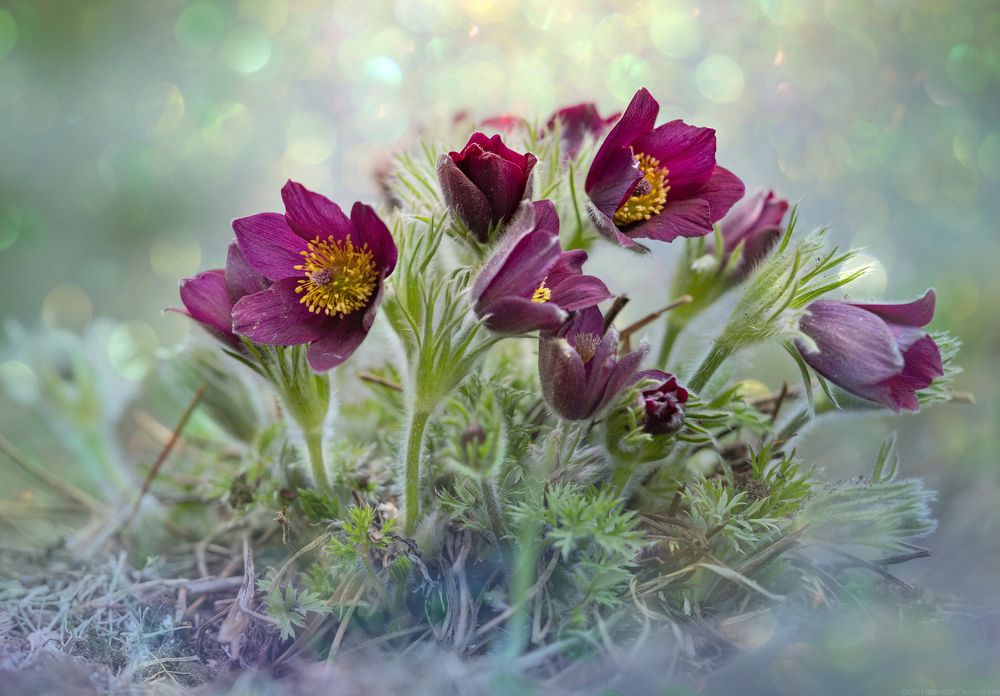 Photograph by NADEZHDA PELYMSKAIA