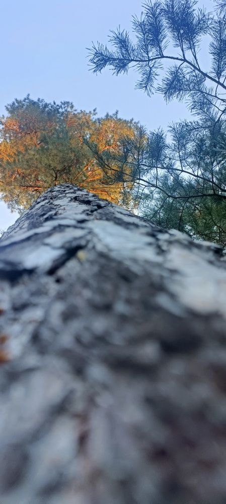 Photo #9633500