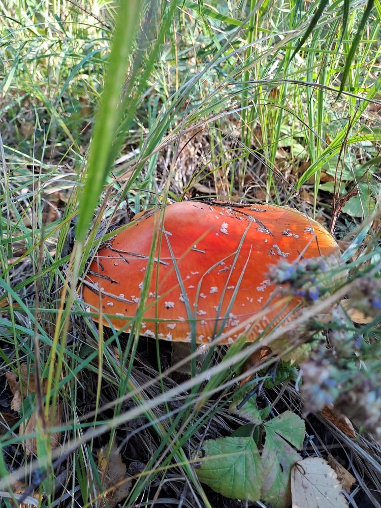 Photograph by Ирина Владимировна