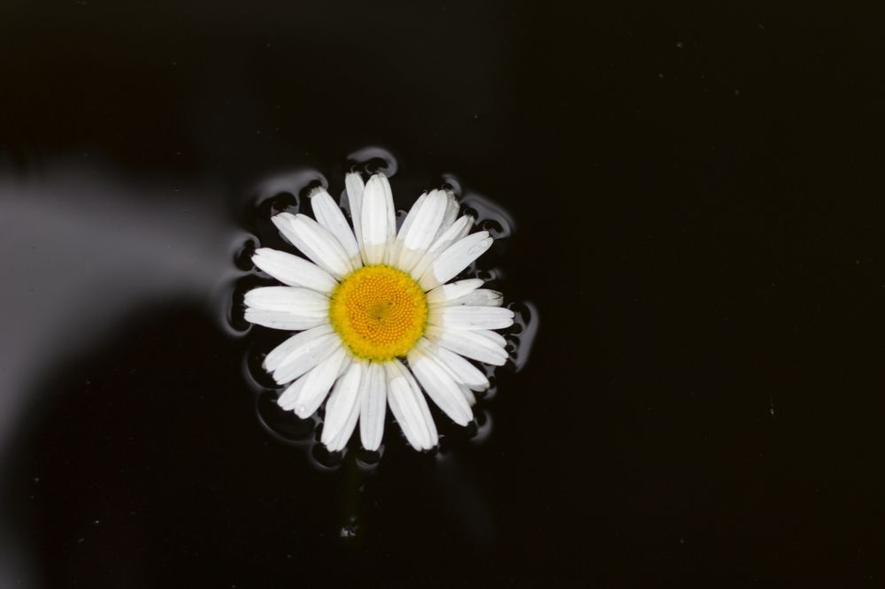 Photograph by Дарья Ващенко-Панкина