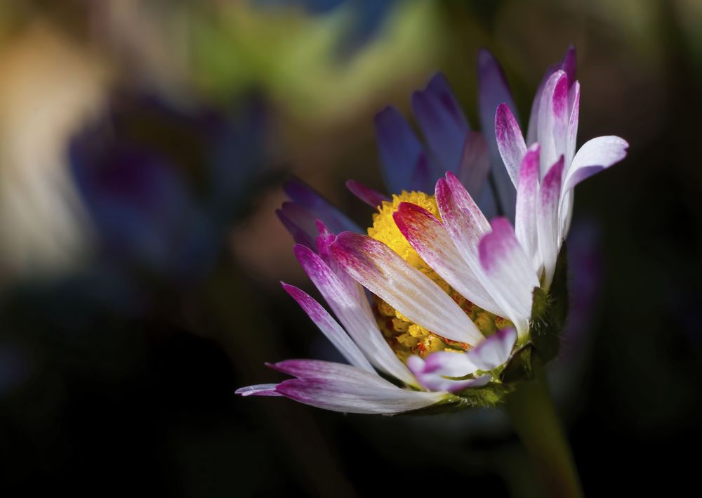 Photograph by Svetlana Rizzo