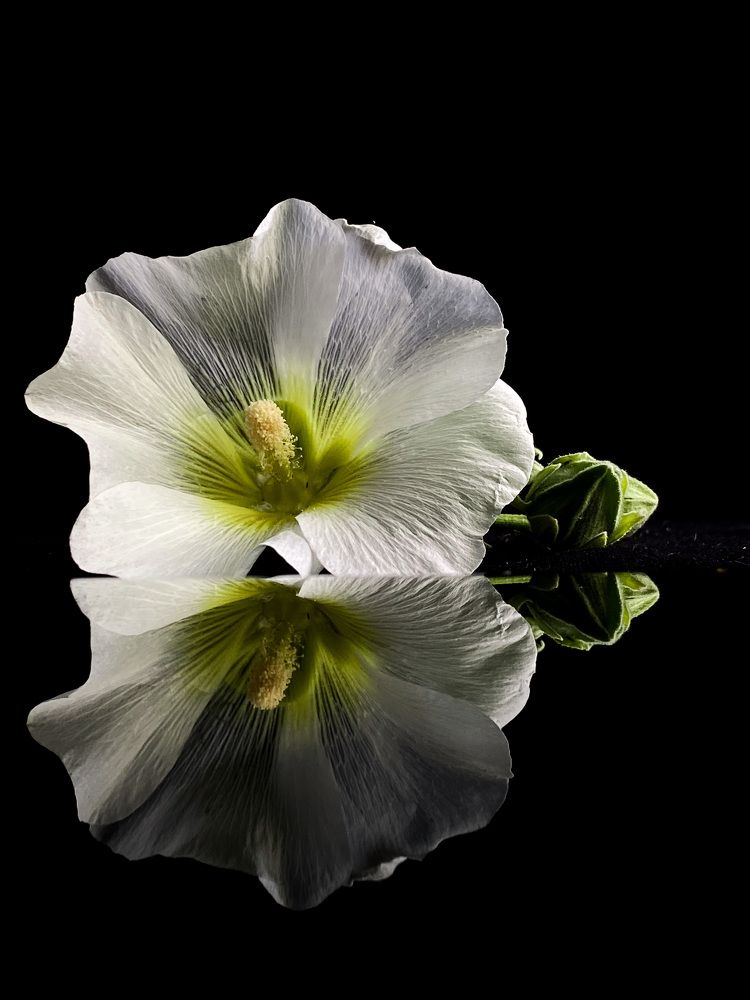 Фотография автора Лариса Гришкевич