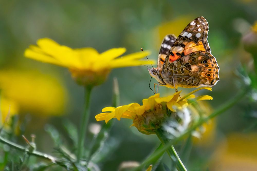 Photograph by Марина Ческис