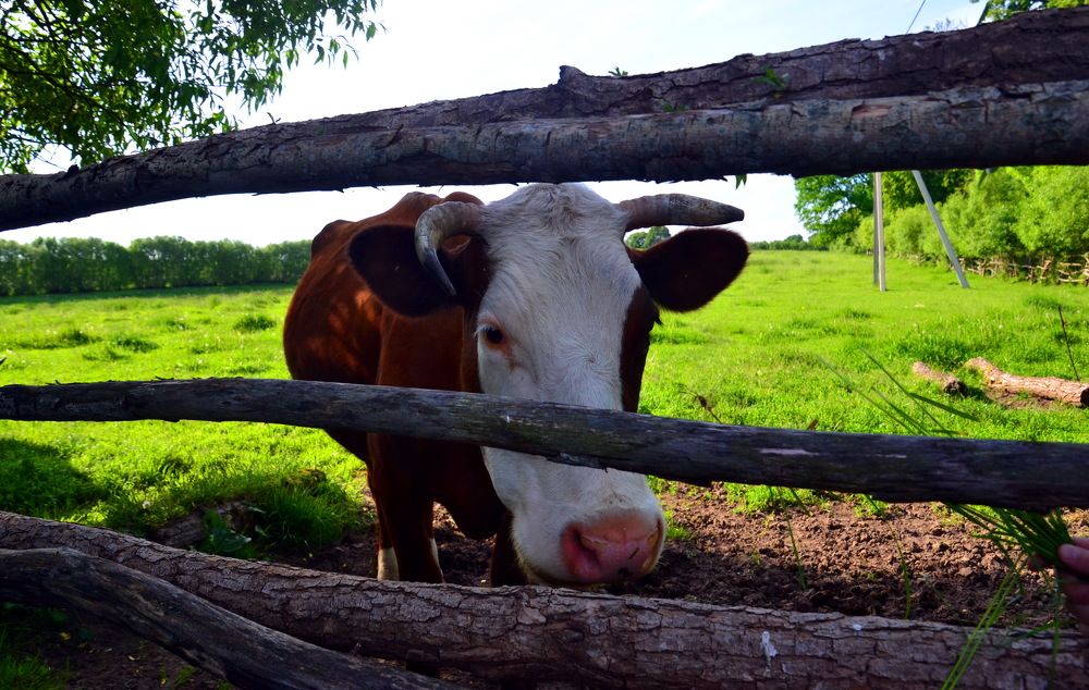 Photograph by Дмитрий Волков