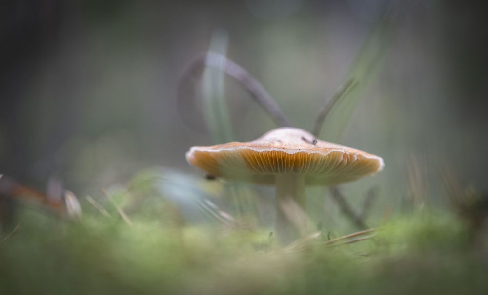 Photograph by Анна Панеева