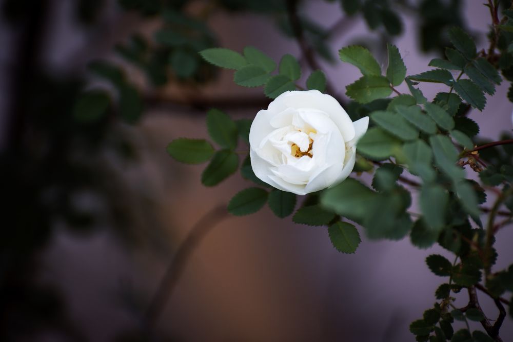 Фотография автора Войнов Дмитрий