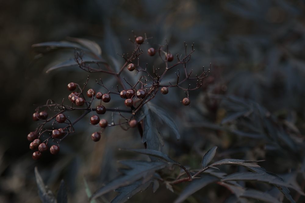 Фотография автора Алина Ефимова