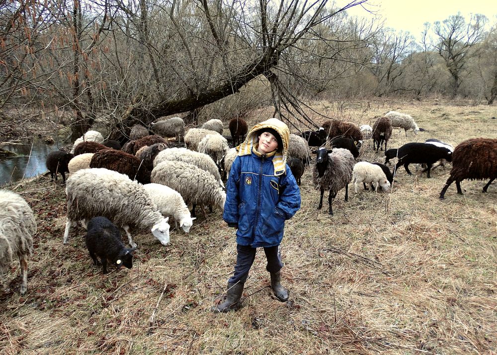Пастушок с овцами